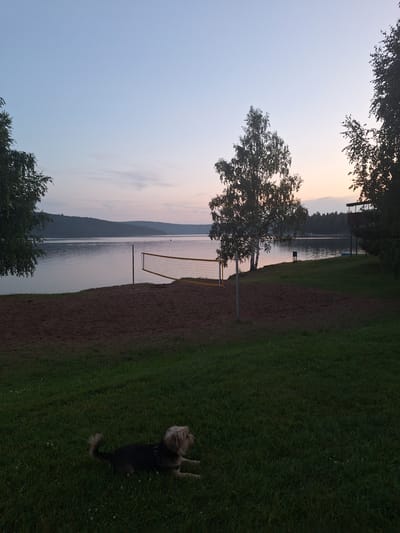 The image depicts a serene lakeside scene at dusk in Atamanovka, Russia. A volleyball net stands on a sandy court situated on a grassy slope overlooking a calm body of water. In the foreground, a small, scruffy dog rests on the grass, facing to the right with its tail curled. The water reflects the soft hues of the fading sky, with a distant forested shoreline forming a dark silhouette. Trees, including a distinctive birch tree, frame the view. The overall atmosphere is tranquil, with the fading light casting long shadows and bathing the landscape in a gentle, dusky glow.