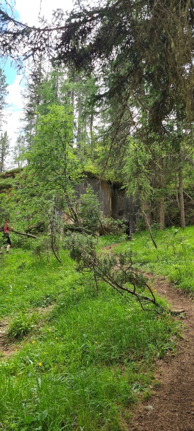 The image depicts a dense, green forest with a prominent concrete structure, likely a bunker or fortification, partially visible amongst the trees. A person wearing a red shirt and dark pants is walking in the foreground on the left side of the image, near a fallen tree branch. The ground is covered in lush green grass dotted with small yellow flowers. A dirt path is visible on the right side of the image. The concrete structure appears weathered and overgrown with vegetation, suggesting it is an old, possibly abandoned, man-made construction within a natural environment. The scene is consistent with a location in the mountainous terrain surrounding Cortina d'Ampezzo, Italy, known for its historical fortifications and natural beauty.