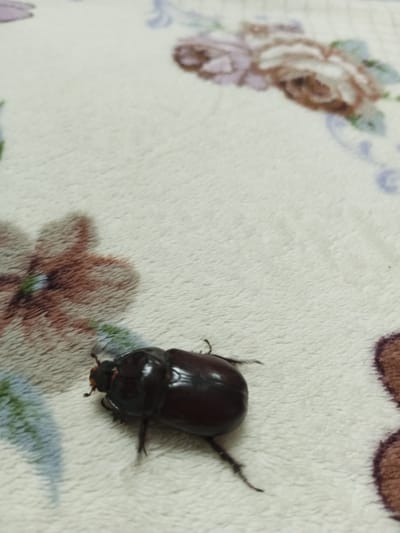 An adult male rhinoceros beetle is resting on a light-colored, fuzzy surface. The beetle is dark brown and glossy, with visible legs and antennae. The surface appears to be a blanket or rug with a floral pattern of roses in shades of pink, brown, and green. The image was taken indoors, possibly in a home in Maryanskaya, Russia. There are no people or other discernible objects in the scene.