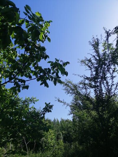 This is a downward-facing, wide-angle shot of a clear blue sky peeking through lush green trees. The trees are dense, with branches and leaves filling the majority of the frame, obscuring much of the sky. On the left side of the image, a large tree with broad, dark green leaves dominates the foreground. Its branches extend upwards and outwards, some silhouetted against the bright sky. To the right, a denser cluster of trees with smaller, lighter green leaves creates a textured backdrop. The lighting suggests it is daytime, likely midday or early afternoon, with bright sunlight illuminating the scene. The overall impression is one of a natural, outdoor setting, possibly a forest or park, with abundant vegetation. The scene evokes a sense of peace and tranquility, with the vibrant green of the leaves contrasting with the serene blue of the sky. There is no visible text in the image. The location is identified as Lanivtsi, Ukraine.