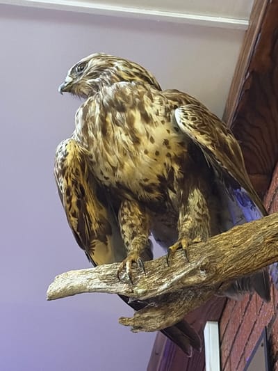 This media file features a taxidermied hawk perched upside down on a wooden branch, which is itself mounted on a wooden beam. The hawk is the central subject, its feathers displaying a mix of brown, white, and black patterns. Its talons are gripping the rough bark of the branch, and its head is turned downwards, with its sharp beak visible.
The background is softly lit, with hints of a white wall to the left and a wooden ceiling with a textured red surface above. A glimpse of a blue interior beneath the hawk's wings suggests it might be a display or part of the taxidermy. The overall setting appears to be indoors, possibly in a museum or a home decor setting.
There is no visible text in the image. The lighting is even, making it difficult to determine the time of day or weather conditions. The scene is static, as the hawk is a taxidermied specimen, implying no activity is taking place beyond its static display. The focus is on the detailed rendering of the bird and its attachment to the branch.