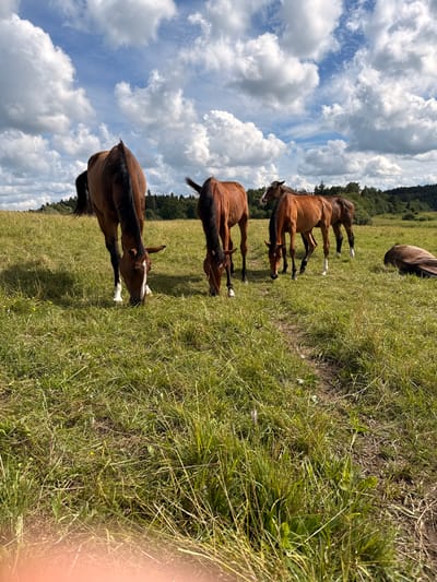 In a grassy field, four horses graze under a partly cloudy sky in Bendoriai, Lithuania. One horse, a dark brown mare, stands to the left, its head lowered to the grass. To its right, a lighter brown horse, possibly a foal, also grazes. Behind these two, another light brown horse stands with its head slightly raised. Further to the right, a fourth horse lies on its side in the grass, appearing to rest. The field is covered in green grass with patches of dry straw and a faint dirt path running through it. In the background, a dense line of green trees borders the field, with a few taller trees scattered within the line. The sky above is a vibrant blue, with large, fluffy white clouds casting shadows across the landscape.