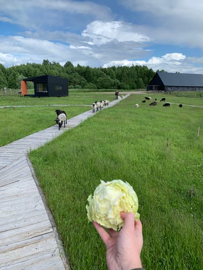 In a rural setting, likely within the Далёкаўскі сельскі Савет, Belarus, a flock of sheep traverses a wooden boardwalk in a lush green field. To the left, a modern, black-clad structure with orange accents sits adjacent to the boardwalk, surrounded by trees in the background. Further in the distance, a large, dark-colored barn with multiple windows is visible. The sky above is a mix of blue and white clouds. In the foreground, a person's hand holds a head of pale green cabbage. Several sheep, both black and white, are scattered throughout the field, with some grazing and others walking. One person is visible on the boardwalk in the mid-ground, appearing to guide the sheep. The overall scene depicts a farm or agricultural landscape with contemporary architectural elements.
