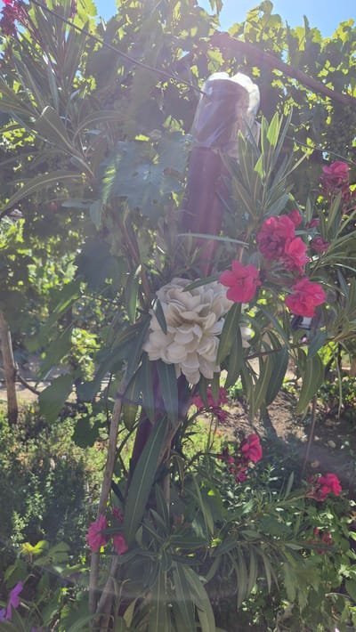 The image captures a close-up view of a floral arrangement on a wooden post in a garden. A large, artificial white peony is prominently featured, surrounded by clusters of vibrant pink oleander flowers and long, slender green leaves. The post itself appears to be reinforced with clear plastic sheeting wrapped around its upper portion, suggesting a practical measure for protection or support. In the background, the lush greenery of a vineyard with ripening grapes is visible, bathed in dappled sunlight that creates lens flares. The scene is set outdoors, under a clear blue sky, evoking a sense of natural beauty and possibly a rural or suburban setting, such as a garden in Butovo, Bulgaria.