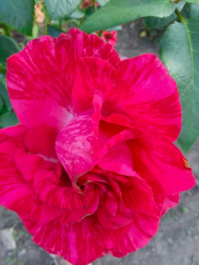 The image shows a close-up, overhead view of a vibrant pink and red striped rose in Poltavka, Ukraine. The rose is in full bloom, with its petals unfurling in a spiral pattern. The background is blurred, but appears to be a garden setting with green leaves and greyish soil. There are no people or animals visible in the image.