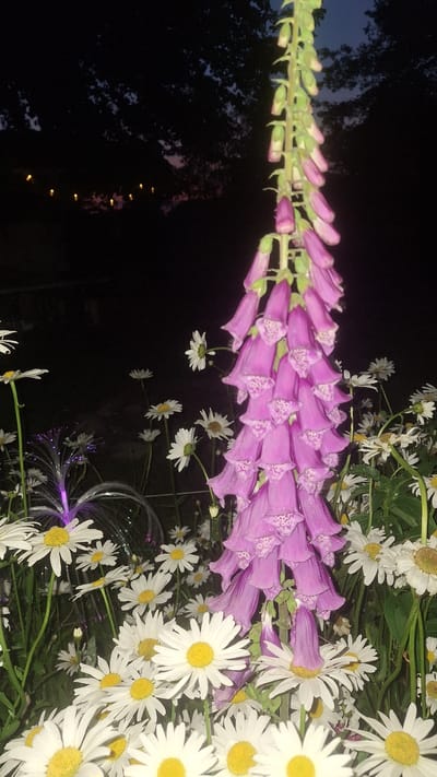 In the foreground of the image, a dense cluster of white daisies with yellow centers dominates the frame. Behind them, a tall stalk of purple foxglove flowers stands prominently. The foxglove blooms are tubular and bell-shaped, with delicate pink spotting on the inside of each flower. To the left of the foxglove, a small, glowing fountain with purple light emanates from its center, surrounded by what appears to be fiber optic strands. The background is dark and out of focus, suggesting it is nighttime. Silhouetted trees and a faint line of warm lights can be seen in the distance, hinting at an outdoor setting, possibly a garden or park. The overall scene is dimly lit, with the vibrant colors of the flowers and fountain providing points of visual interest against the dark backdrop. No people are visible in the image, and no specific location within the city of Unknown, Latvia can be identified.
