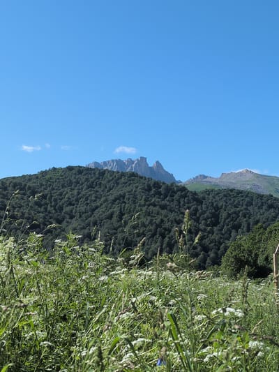The image depicts a serene landscape with a clear blue sky. In the foreground, a field of tall green grass and white wildflowers stretches across the frame, with some stalks of grass obscuring the view of the midground. Behind the meadow, a densely forested mountain rises, its slopes covered in a thick canopy of dark green trees. Further in the distance, rugged, rocky mountain peaks are visible against the sky, their sharp, jagged forms contrasting with the softness of the forested slopes. The lighting suggests a bright, sunny day. The scene is devoid of people and any man-made structures, conveying a sense of untouched natural beauty. The image captures a view of the natural landscape surrounding the village of Toğanalı in Azerbaijan, characterized by its lush forests and imposing mountain ranges.