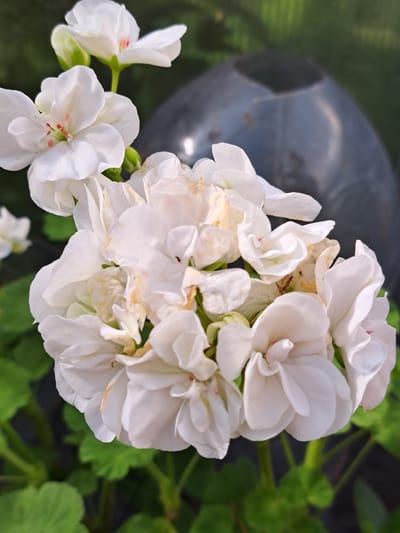 A close-up, eye-level shot focuses on a cluster of white geranium flowers in bloom. The flowers are primarily white with hints of pink in their centers and on some of the outer petals. Some of the petals show slight browning or wilting at the edges. Behind the flowers, a dark, rounded object, possibly a dark plastic planter or a gardening accessory, is visible. The background consists of out-of-focus green foliage, suggesting an outdoor or greenhouse environment. The image does not contain any information about the city of Kalinka, Russia, or any people.