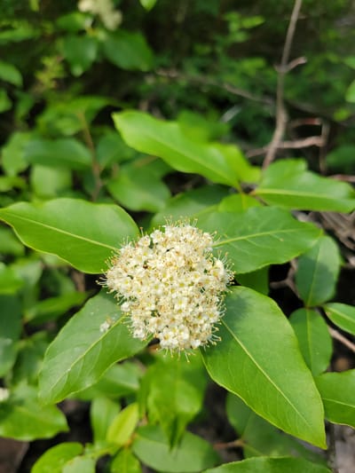 The image shows a close-up view of a cluster of small, white flowers with prominent yellow stamens. The flowers are surrounded by vibrant green leaves, some of which are in sharp focus while others are blurred in the background, suggesting a natural outdoor setting. The lighting indicates it is daytime. The image is an outdoor shot taken in Saint-Alban, Canada.