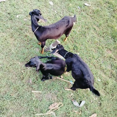 The image shows three black goats on a grassy field in Unknown, Bangladesh. Two of the goats are standing and one is lying down. All three goats have light-colored ropes around their necks. A piece of wood and some rope are also visible on the ground near the goats. The environment is a grassy field with scattered debris.