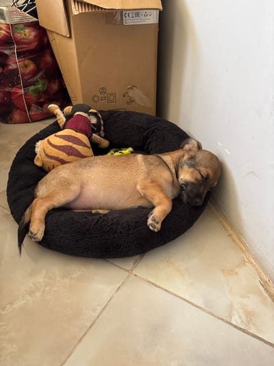 A tan puppy is asleep in a dark-colored, round dog bed. The dog is lying on its back with its paws in the air. A stuffed tiger toy rests next to the dog in the bed. The dog bed is situated on a tiled floor next to a white wall and a cardboard box filled with apples. The box has several symbols printed on the side. The photo was likely taken indoors and depicts a domestic scene. While it cannot be confirmed from the photo, it is stated to be in the city of Mihailovo, Bulgaria.