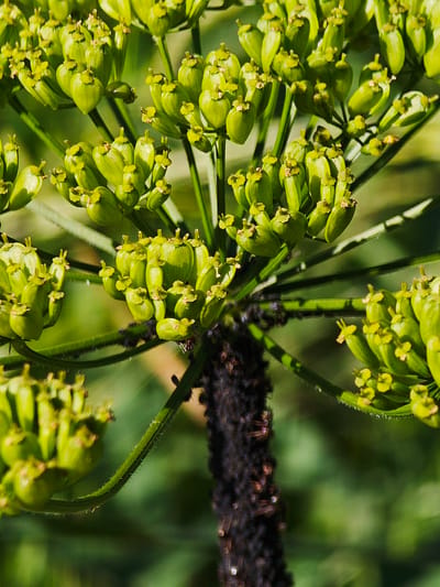 The image is a close-up, macro photograph of a cluster of green, unripe seed pods on a plant. The seed pods are small, oval-shaped, and arranged in umbels, typical of plants in the Apiaceae family. Each pod has a small, lighter green tip and appears to be developing small, yellow-tinged remnants of flowers at its base. The stems are thin and green, with a slightly fuzzy texture visible on some. In the center of the image, a dark, textured stem or stalk is visible, appearing rough and possibly dried or covered in debris. The background is a soft blur of green foliage, indicating an outdoor, natural setting. The lighting suggests natural sunlight, casting subtle shadows and highlighting the textures of the plant. The image focuses on the intricate details of the plant's reproductive structures. There is no indication of human presence or any urban elements. The reference to "Ковригино, Russia" is extraneous information not derivable from the visual content of the image.
