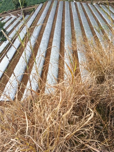 A field cultivated with rows of white plastic mulch covers the soil. Regularly spaced holes dot the mulch. Dry, beige-toned grasses dominate the foreground, obscuring a clear view. The rows extend into the distance, ascending a slight slope. Green foliage hints at planted crops within the mulch. Light brown soil lies between the mulched rows. A small patch of darker green plants is visible in the upper left corner.