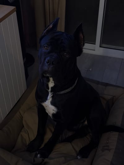 In a dimly lit interior in Gan Yavne, Israel, a black Cane Corso dog is depicted sitting on a beige padded dog bed. The dog possesses short black fur, distinctive cropped ears, and attentive dark brown eyes directed towards the viewer. A prominent white blaze runs down its chest, extending between its front legs, with additional white markings visible on its paws. The dog wears a silver-colored chain collar. To the left, a light-colored furniture unit with vertical paneling and a light wooden top edge is partially visible. The background on the right includes a dark curtain and a window with a white frame, showing a dark exterior. The floor appears to be light-colored wood or laminate. Part of a striped pillow with the word "Project" and an animal silhouette is visible on the right side of the dog bed.