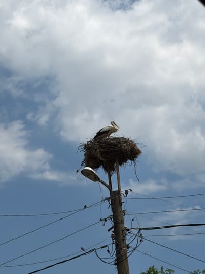A stork stands in its nest atop a utility pole in Rusokastro, Bulgaria. The nest, constructed of twigs and hay, is situated on a wooden pole that supports a street lamp and multiple electrical wires. The sky is partly cloudy, with a mix of white and gray clouds against a blue backdrop. Several small birds are perched on the electrical wires below the nest. The scene is captured from a low-angle perspective, looking up at the pole and the sky.