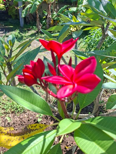 The image depicts a close-up of a red plumeria flower cluster in Lodtunduh, Indonesia. The flowers are in full bloom and positioned in the upper central area of the frame. They are surrounded by large, green leaves that display prominent veins. The background consists of a blurred garden scene with glimpses of grass, vegetation, and possibly a pathway. The ground is visible in some areas, revealing dark soil and fallen leaves. A few discolored, yellowing leaves with black spots are also present. The overall lighting suggests a bright, sunny day, creating highlights on the leaves and flowers.