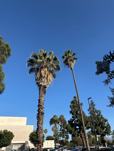 This is a vertical, low-angle shot of a clear blue sky with palm trees and buildings. Two large palm trees dominate the foreground, their fronds appearing dry and windblown. One is closer and larger, its trunk textured with scales, while the other is further away and thinner. In the background, a modern building with a textured facade and some trees is visible. A line of cars is parked along the right side of the image, suggesting an urban or suburban setting. The sun is high in the sky, indicating it is likely daytime. There is no discernible activity or event taking place; it appears to be a still photograph of a scenic view. No text is visible in the image.