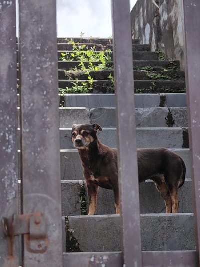 The image captures a dark brown, medium-sized dog standing on a weathered concrete staircase in Phú Xuân Ward, Vietnam. The dog, displaying lighter tan markings on its muzzle, chest, and legs, and hints of graying around its snout, stands alertly, facing slightly left from the viewer's perspective. It is positioned centrally in the frame, partially obscured by two prominent vertical metallic bars of what appears to be a gate or fence in the foreground. These bars exhibit signs of rust and wear, with a rusted latch mechanism visible on the left bar.

The concrete stairs ascend into the background, showing significant deterioration with cracks, chips, and extensive growth of green vegetation (weeds, small plants, moss) emerging from between the steps and along their surfaces. Above and beyond the stairs, a worn, stained concrete or stucco wall is visible, further indicating an aged structure. The top of the image reveals a bright, possibly overcast, sky. The scene is brightly illuminated by natural light, casting subtle shadows. No other individuals or animals are present, and the dog is stationary.