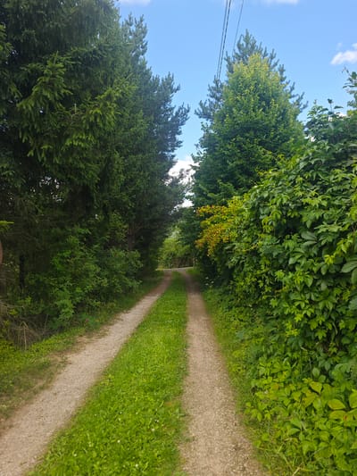 This image depicts a scenic, unpaved road winding through a lush green forest in Khlevino, Russia. The road is flanked by tall, dense trees, with a clear blue sky with scattered white clouds visible above. On the left side, tall evergreen trees dominate, their dark green needles creating a sense of depth and shade. On the right, a vibrant tapestry of green foliage unfolds, featuring a mix of deciduous trees and thick, leafy vines that climb and spread. A section of these vines on the right displays a cluster of small, reddish-brown berries or fruit, adding a touch of color to the verdant scene.
The road itself is a light brown gravel path, showing signs of wear and two distinct tracks, suggesting it is used by vehicles. The grass growing along the edges of the road is vibrant green and appears recently mowed or naturally well-maintained. The overall impression is one of natural beauty and tranquility, suggesting a rural or park-like setting. The lighting indicates it is daytime, likely late morning or early afternoon, given the bright sunlight and clear sky. There are no people or specific objects other than the natural elements and the road, and no text is visible in the image. The scene evokes a peaceful and inviting atmosphere, possibly a pathway leading to a secluded area or simply a scenic route within the countryside.