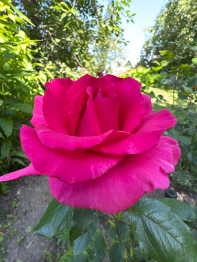 A close-up, eye-level shot showcases a vibrant, deep pink rose in full bloom. The rose is the clear subject, filling the majority of the frame with its lush petals. The background is a softly blurred garden scene, with green foliage and trees suggesting an outdoor environment, possibly a yard or park. The sky, a pale blue, is visible through the leaves. The lighting indicates it is daytime, likely sunny, with the light casting gentle shadows and highlighting the texture of the rose petals. No people or specific landmarks are visible, making it impossible to pinpoint a precise location within Чэрвень, Belarus. The overall impression is one of natural beauty and serenity.