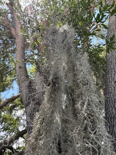 The image captures a close-up view of Spanish moss hanging from tree branches in Bradenton, Florida. The moss, a common epiphyte in the southeastern United States, is a pale gray and appears as a tangled mass of fine, hair-like strands. Sunlight filters through the moss and the surrounding green leaves, creating a dappled effect. The background shows out-of-focus tree trunks and branches, as well as glimpses of a bright blue sky. The perspective is looking upward, towards the canopy of the trees. There are no people or specific objects visible, and no activity is taking place. The scene suggests a warm, sunny day, likely in a natural environment such as a park or a wooded area. The overall impression is one of natural beauty and the organic textures of the Southern landscape.