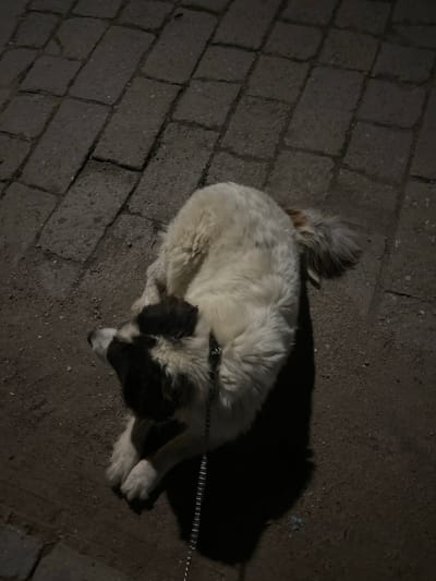 The image depicts a medium-to-large-sized dog resting on a leash in a dimly lit outdoor environment in Voiniagovo, Bulgaria. The dog has long, shaggy fur, predominantly white, with distinct black or dark brown markings covering its head, ears, and extending down its neck. The tail exhibits some reddish-brown or tan coloration. The dog is lying on its chest with front paws tucked, looking towards the left and slightly upwards. A silver-colored metal chain leash is visible, extending from the dog's collar area towards the lower-left of the frame. The ground surface consists of a dark, granular soil or gravel interspersed with weathered, dark gray rectangular pavers. A sharp, dark shadow of the dog is cast to its right, indicating a light source from the left. No human figures or other animals are present.