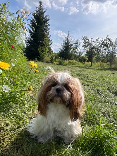 A Shih Tzu dog is sitting in a grassy field in Fasty, Poland. The dog has brown and white fur and is looking at the camera. Behind the dog, there are trees and flowers. The sky is blue with some clouds.