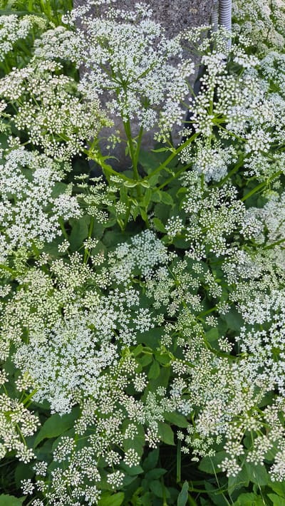 The image is a close-up, top-down view of a dense cluster of white flowers with green foliage. The flowers are small and grouped into large, umbrella-shaped clusters. The green leaves are broad and lobed, providing a backdrop to the delicate white blooms. In the upper right corner of the image, a grey, textured surface, possibly a stone wall or concrete structure, is partially visible, along with a white ribbed pipe. The scene is naturalistic, likely an outdoor environment within the city of Krauja, Latvia, suggesting a garden, park, or roadside planting. There are no people or animals present. The lighting appears natural, indicating daylight.