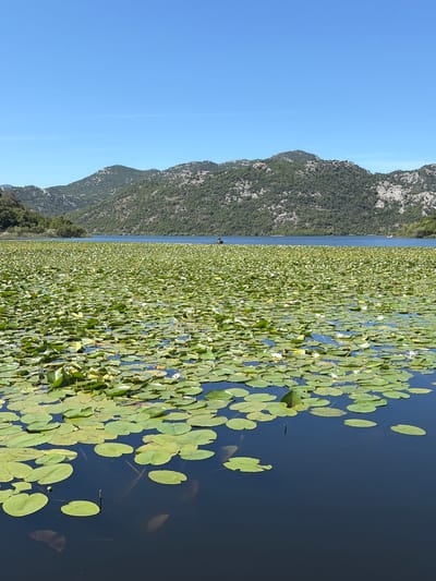 This image presents a wide view of a natural landscape in Dodoši, Montenegro, featuring a body of water densely covered with water lilies, framed by mountains under a clear sky. The upper third of the frame shows an uninterrupted, bright blue sky. A range of rugged mountains, covered in dark green foliage with visible rocky outcrops, extends across the background. A segment of open, dark blue water separates the mountains from the foreground, with a small, dark motorboat containing at least one individual positioned in the distant center. The central and mid-ground water surface is heavily populated with circular, green lily pads. Numerous small, white water lily blossoms are interspersed among the pads. The immediate foreground displays a darker, clearer section of deep blue water with fewer lily pads, revealing reflections and submerged aquatic vegetation. Dense green vegetation marks the shoreline on the far left.