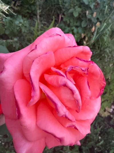 This is a close-up, low-angle, eye-level, medium shot of a large, pink rose in full bloom. The rose occupies the majority of the frame, with its petals unfurling in a spiral pattern. The petals are a vibrant, soft pink with delicate, darker pink or magenta edges that appear slightly wilted or dried. The texture of the petals is soft and velvety, with subtle folds and creases that add depth and dimension.
The background is a blur of green foliage, suggesting the rose is in a garden or natural outdoor setting. The foliage appears lush and somewhat overgrown, with hints of darker green and lighter, almost brown, accents on some leaves or stems, possibly indicating dried plant matter or a different type of plant intermingled. The lighting appears to be natural daylight, casting soft shadows and highlighting the curves of the petals. There is no visible text in the image. The overall mood is one of natural beauty and quietude, focusing on the intricate details of the rose. The location context of Novolativka, Ukraine, places this scene within a specific geographical and cultural setting, though no specific landmarks or elements within the image directly indicate this location. The time of day and weather are not discernible from the image itself, other than the presence of natural light.