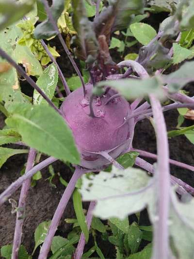 The image shows a close-up of a kohlrabi plant with a purple bulb in a garden setting. The kohlrabi bulb is the primary subject, with its rounded shape and purple skin visible. Purple stems and green leaves surround the bulb. Some leaves show signs of damage, with holes and white markings that could be from insects or disease. There are water droplets on some of the leaves and stems, suggesting recent rain or watering. The background consists of dark soil and other green foliage. The scene is natural and appears to be an outdoor garden. The location is Il'bukhtino, Russia.