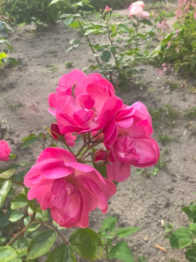 This media file features a close-up view of several vibrant pink roses blooming in what appears to be a garden setting. The roses are the primary subject, with their delicate petals and rich color dominating the foreground. The background consists of sandy soil and other greenery, suggesting an outdoor location. The image is taken from a slightly elevated perspective, looking down on the flowers.

The scene is bathed in natural light, implying it was taken during the daytime. There are no people or specific activities depicted, making it a still life of nature. The detail of small water droplets on some of the petals suggests recent watering or dew. The presence of rosebuds indicates the flowers are in bloom and likely in a season conducive to their growth.

The location context of Kobryn, Belarus, provides a geographical frame for this image, suggesting a temperate climate where roses commonly thrive. No text is visible within the image. The overall impression is one of natural beauty and the simple elegance of a garden in bloom.