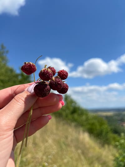 A close-up shot captures a person's hand holding a small cluster of wild strawberries against a bright blue sky with scattered white clouds. The hand, with light skin and bright pink nail polish, gently grips the thin green stems of the berries. The wild strawberries are a deep red color, appearing slightly wrinkled and small, typical of wild varieties.

In the background, a gently sloping hillside is covered in dry, golden grass and some scattered green foliage. Further in the distance, more rolling hills with lush green trees are visible, suggesting a rural or semi-rural landscape. The horizon line is soft, blending into a hazy blue.

While the image does not explicitly show the city of Karniowice, Poland, the presence of rolling hills, dry grasses, and scattered vegetation is consistent with the natural environment found in and around such locations in Poland. The overall impression is one of a peaceful, outdoor scene during a sunny day.