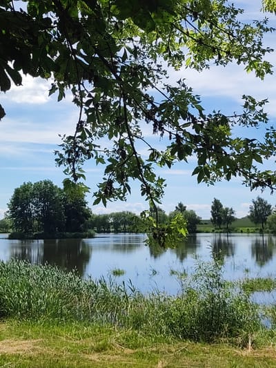 The image depicts a serene natural landscape, likely a body of water within the Квасоўскі сельскі Савет, Belarus. The foreground features lush green grass, with a dense growth of reeds and other aquatic vegetation bordering the water's edge. The water itself is calm, reflecting the sky and the surrounding trees, creating a mirror-like surface. In the middle ground, a small island or peninsula is covered with a cluster of mature trees, their dense foliage creating a dark silhouette against the brighter sky. Further in the background, a line of trees extends along the horizon, their forms softened by the distance and the light. Overhead, the branches of a leafy tree frame the upper portion of the image, casting dappled shadows and adding depth to the scene. The sky is a clear blue, punctuated by soft, scattered clouds, suggesting a pleasant, perhaps sunny, day. There are no people or animals visible in the frame. The overall impression is one of tranquility and natural beauty.