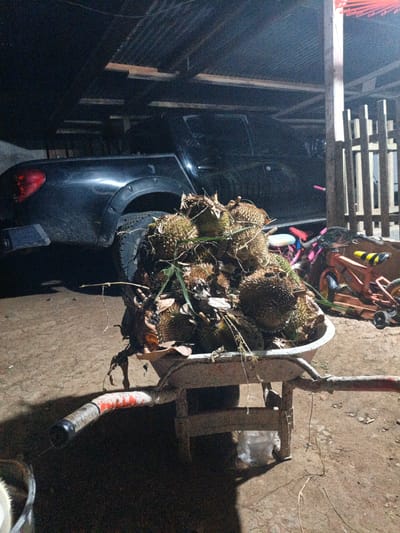 A wheelbarrow filled with durians sits in an open-air, covered structure, likely a shed or carport, with a dark-colored pickup truck parked behind it. The ground appears to be dirt. To the right, a wooden fence encloses an area with two children's bicycles. The lighting suggests it is nighttime or very low light conditions. There are no people visible in the frame. The image was captured in Meunasahuket, Indonesia.