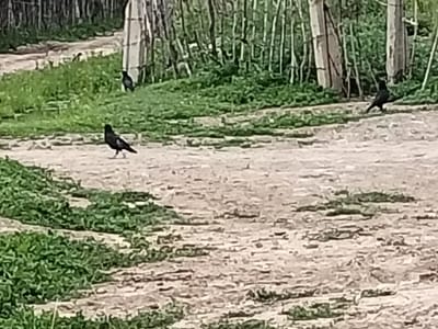 In Terek-Suu, Kyrgyzstan, a dirt path runs through a grassy area bordered by trees. Two birds, likely pigeons, are visible on the path. One bird is in the foreground, facing left, with its wings slightly spread. Another bird is further back, on the right side of the path, facing right. The scene appears to be outdoors in a natural, possibly rural, setting.