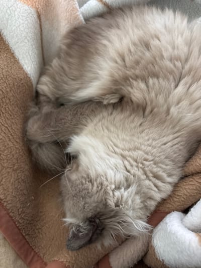 In Mu'adammiyat ash-Sham, Syria, a long-haired domestic cat is observed sleeping in a tightly curled position. The cat's fur is predominantly light cream and beige, with areas of slightly darker brown or gray coloration, particularly on its ears and paws, indicative of a point pattern. Its head is tucked beneath its front paws and body, obscuring most facial features, though individual whiskers are visible. The animal rests on a soft, textured blanket featuring alternating horizontal stripes of light beige/brown and off-white. A secondary object, also striped in white and light brown, is partially visible in the bottom right corner of the frame. No other subjects, actions, or direct interactions are discernible within the captured scene.