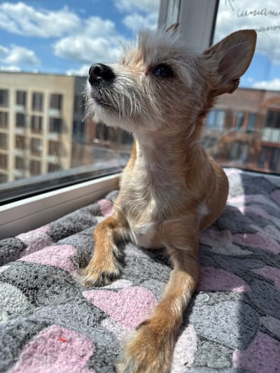 A small, light brown and white terrier mix dog is lying on a gray and pink patterned blanket next to a window. The dog is facing to the left of the frame, with its head turned towards the viewer. Its fur is shaggy, particularly around its face, and its ears are perked up. The dog's eyes are dark and appear to be looking towards something outside the window.

Through the window, a building with multiple windows is visible, along with a bright blue sky with scattered white clouds. The lighting suggests it is daytime, likely a sunny day. The dog appears relaxed and comfortable on the blanket. The overall scene is domestic, possibly a home environment. There is no visible text in the image.