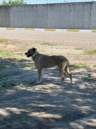 In Pereiaslavske, Ukraine, a medium-sized, scruffy, tan dog stands on a dirt path, facing left in profile. The dog has long, shaggy fur and appears to be wearing a dark collar. The ground is a mix of dirt and small stones, with patches of green grass and scattered leaves. In the background, a concrete wall topped with barbed wire runs horizontally across the frame, separating the area from a paved road with a yellow and white border. Sunlight casts dappled shadows on the ground from an unseen tree. The overall environment suggests an outdoor, possibly semi-industrial or undeveloped area.