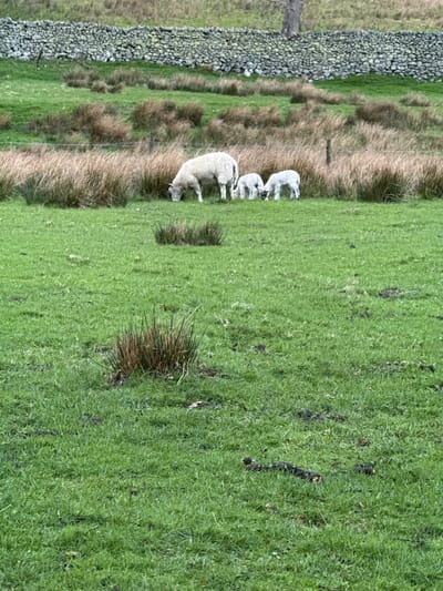 This image captures a pastoral scene in Glenridding, United Kingdom. The foreground features a vibrant green grassy field, with a small clump of dried brown rushes positioned centrally and a dark, fallen log lying horizontally in the lower right. In the midground, a white ewe with dense fleece is observed grazing, head down, facing left. Behind the ewe and slightly to its right, three smaller white lambs are also grazing. These animals are situated near a horizontal line of taller, dried brown grass and rushes, partially obscuring a thin wire fence with at least one dark post. The background reveals an ascending green hillside, marked by patches of similar dried vegetation. A dry-stacked stone wall runs horizontally across the upper background, behind which more green grass and the weathered, bare trunk of a tree are visible on the distant slope. The scene is illuminated by diffuse, overcast light.