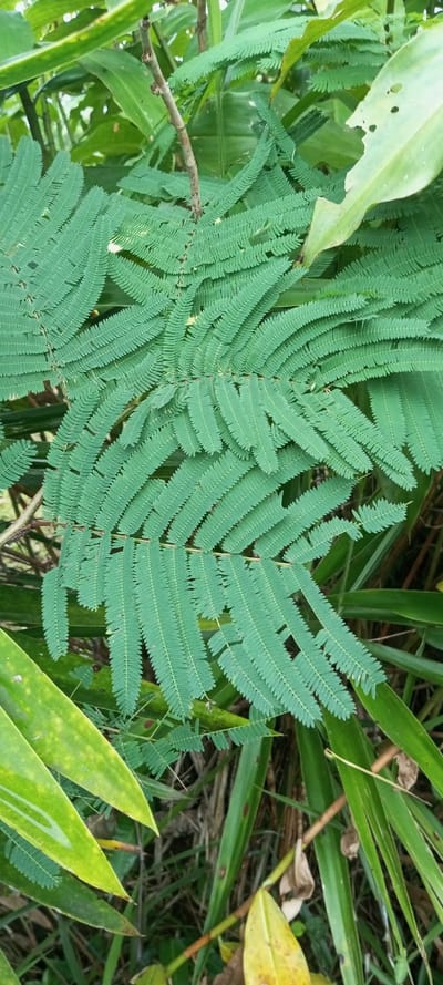 Lush green foliage dominates the frame. Mimosa-like leaves with numerous leaflets extend horizontally. The leaves are bright green with a finely textured surface. Background vegetation includes broad, lance-shaped leaves and slender stems. Sunlight illuminates sections of the leaves, creating highlights. There are also some dead leaves on the ground.