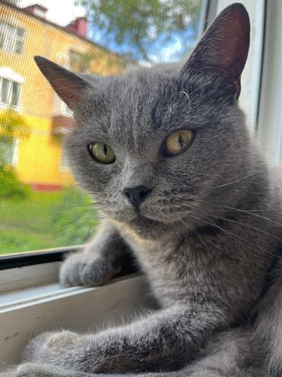 This is a close-up, low-angle, eye-level shot of a grey cat lying on a windowsill, looking directly at the camera. The cat's fur is a soft grey, with some lighter grey markings around its face. Its eyes are a striking yellow-green, with vertical pupils. The cat's ears are pointed and alert, and long white whiskers extend from its muzzle. The cat's paws are visible, resting on the white windowsill.
Behind the cat, through a window with a screen, a yellow building is visible, with hints of red on its roof. The background outside the window is blurred, showing greenery and a bright sky, suggesting it's daytime and the weather is clear. The scene appears to be residential, possibly in Belyye Berega, Russia, as indicated by the context. The cat's expression is neutral, but its direct gaze conveys a sense of curiosity or mild engagement. The lighting suggests it is daytime, with natural light illuminating the cat and the scene. No text is visible in the image.