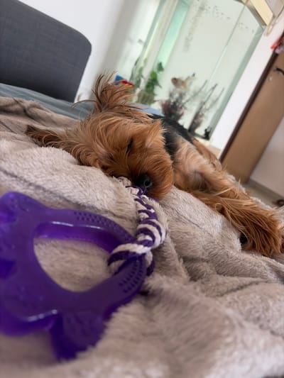 A Yorkshire terrier is sleeping on a soft, grey blanket. In the foreground, a purple dog toy is visible. Behind the dog, a glass aquarium with fish and plants can be seen. The background includes a grey sofa and a white wall. The scene appears to be in a home environment located in the city of Agios Athanasios Municipality, Cyprus.