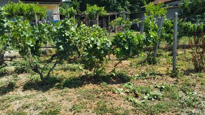 In the city of Han Krum, Bulgaria, an outdoor scene depicts a vineyard with grapevines trained along wires supported by concrete posts. The grapevines are laden with small, green grapes and lush green leaves. The ground beneath the vines is covered with dry grass, scattered leaves, and some green weeds. In the background, a residential building with a tiled roof is partially visible, along with trees and a chain-link fence. The overall environment suggests a warm, sunny day.