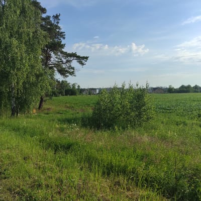 The image depicts a rural landscape in the vicinity of Падгорʼеўскі сельскі Савет, Belarus, under a bright, partly cloudy sky. In the foreground, tall green grass with some dried stalks and scattered small white wildflowers covers the ground. To the left, a large birch tree with characteristic white bark and abundant green foliage dominates the scene, with a portion of a pine tree visible behind it.

The middle ground features a gently sloping field of green crops, likely agricultural. A dense bush of green leaves is situated in the middle right of the frame, partially obscuring the view of the field. In the distance, several houses with red or dark roofs are scattered across the landscape, some appearing to be part of a small village or settlement. A thin plume of white smoke rises from behind one of the houses in the middle distance. The horizon is lined with a dense band of green trees. The overall impression is of a serene summer day in a cultivated rural area.
