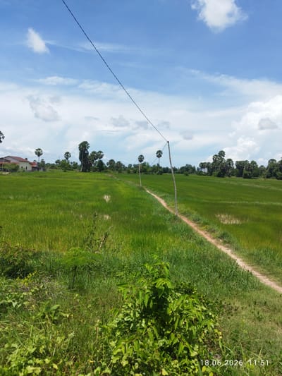 An eye-level, full shot captures a lush, green rice field under a partly cloudy blue sky, located in the municipality of Tuek Chhou, Cambodia. A narrow, dirt path winds through the field, bordered by tall grasses on the left and the rice paddies on the right. In the distance, a cluster of palm trees and a few buildings with red roofs are visible. A power line stretches across the upper portion of the image, supported by wooden poles planted sporadically in the field. The foreground features dense green foliage. A timestamp, "18.06.2026 11:51," is present in the bottom right corner. There are no people or animals visible in the image.