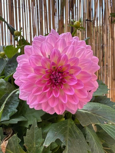 This media file is a close-up, eye-level shot of a vibrant pink dahlia flower in bloom. The dahlia is the primary subject, with its numerous layered petals radiating outwards. The petals are a gradient of pink, transitioning from a deep rose at the edges to a lighter, almost yellow hue towards the center. Several small black ants are visible on the petals, engaged in their natural activity.
The flower is set against a backdrop of lush green dahlia leaves, some of which show signs of minor damage or wear. To the left of the flower, a woven bamboo screen forms part of the background, with horizontal slats allowing glimpses of the sky and possibly foliage beyond. A small, green dahlia bud is also visible in the lower left quadrant, suggesting the plant is in its growth and blooming phase.
The lighting suggests it is daytime, possibly morning or afternoon, with natural light illuminating the flower. There are no people visible in the media file, and no text is present. The setting appears to be an outdoor garden or a similar environment where dahlias are cultivated. The overall impression is one of natural beauty and the delicate details of a blooming flower. The context provided indicates the location is Wettstetten, Germany.