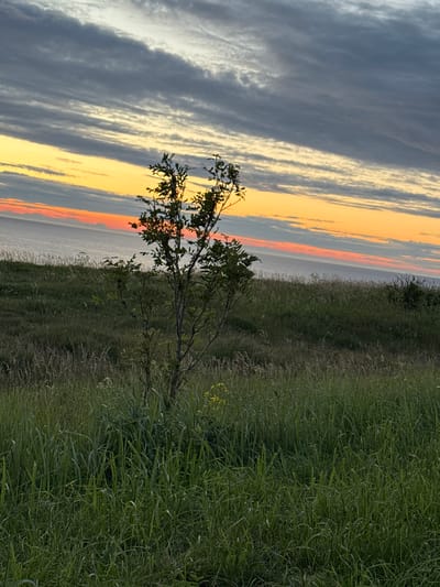 This is a vertical, medium-shot photograph taken at sunset in Paldiski, Estonia. The foreground is dominated by tall, green grass and a small, bare-branched tree in the center of the frame. In the middle ground, the grass continues, sloping gently towards a body of water, likely the Baltic Sea. The background features the sea under a colorful sky filled with layered clouds. The clouds display a gradient of colors, transitioning from dark gray at the top to vibrant orange and yellow near the horizon, indicating the setting sun. The scene is natural and serene, with no people or man-made structures visible. The overall impression is one of natural beauty and tranquility.