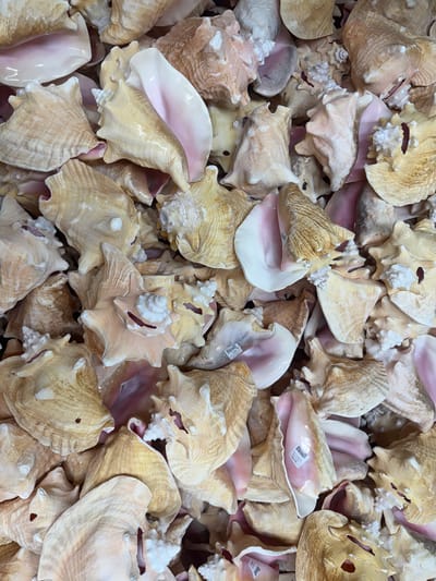 The image shows a close-up of a pile of conch shells. The shells are mostly light beige with pink interiors. Some have visible price tags. The location is inferred to be Key Largo, United States of America due to the prevalence of conch shells in the area. No people are visible in the image.