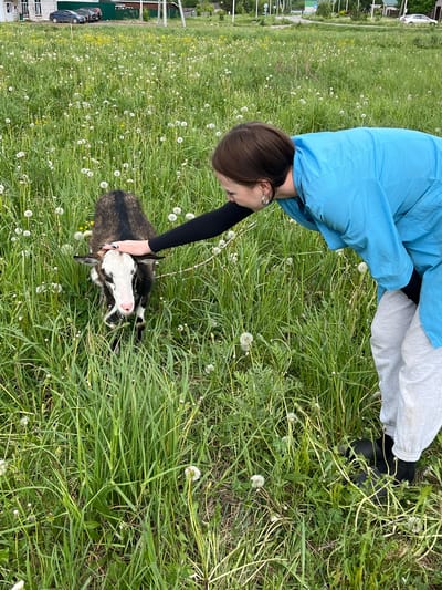 A person in a light blue top and light gray pants is bending over, with their left arm extended to pet a goat lying in a field of green grass and dandelions. The goat has a white face and brown and black fur. The person's right arm is obscured, and they are wearing black footwear. The person has dark hair and an earring in their left ear. In the background, buildings and parked cars are visible, suggesting an urban area. Based on the metadata, the location is Ludorvay, Russia.